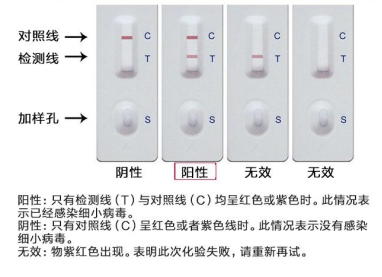 什么是细小?狗狗得细小就没救了?只要及时发现在家也能治好