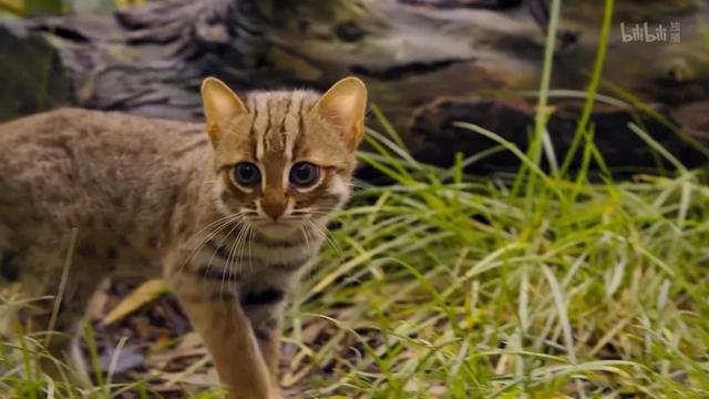 B站传说“猛男必看”,了解一下?