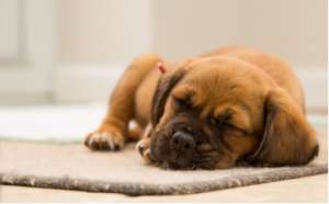 小母狗是什么意思(什么是细小？狗狗得细小就没救了？只要及时发现在家也能治好)