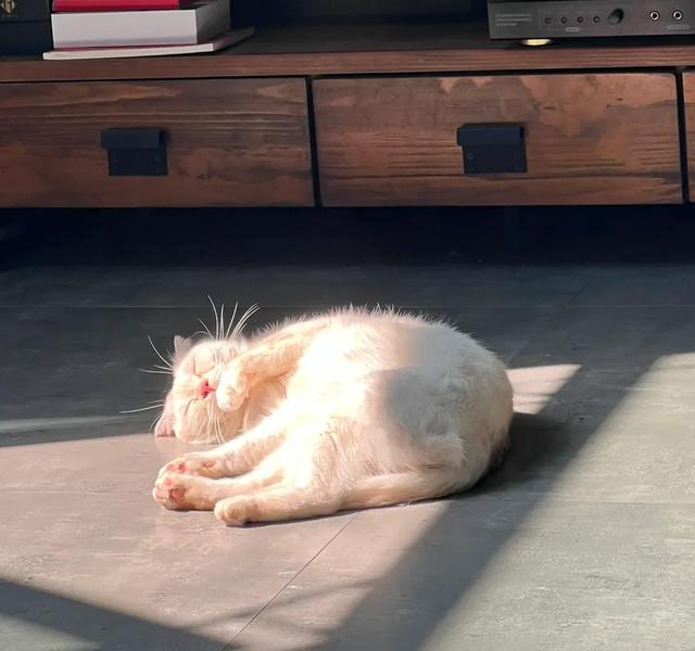 解锁【猫式养生法】:气血不足的你,真的可以一边保持慵懒,一边充满活力