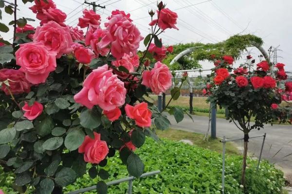 教你区分月季、玫瑰和蔷薇ROSE三姐妹,不再迷茫于爱情花海