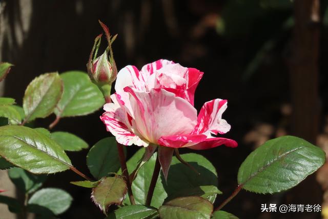 月季之六:“抓破美人脸”,名字不雅,但它的花却很美