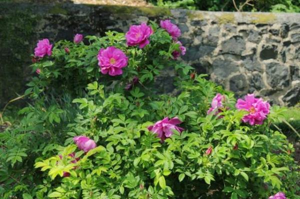 教你区分月季、玫瑰和蔷薇ROSE三姐妹,不再迷茫于爱情花海
