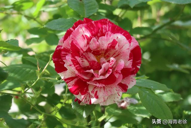 月季之六:“抓破美人脸”,名字不雅,但它的花却很美