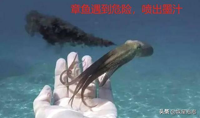 有些人吃八爪鱼动不动就爆头,连墨汁一起吃,墨汁有这么好吃吗?