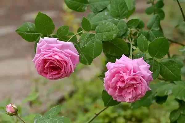 教你区分月季、玫瑰和蔷薇ROSE三姐妹,不再迷茫于爱情花海