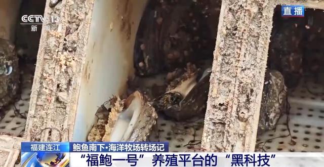 鲍鱼也要“走南闯北”越冬避暑?揭秘小鲍鱼的“候鸟式”养殖