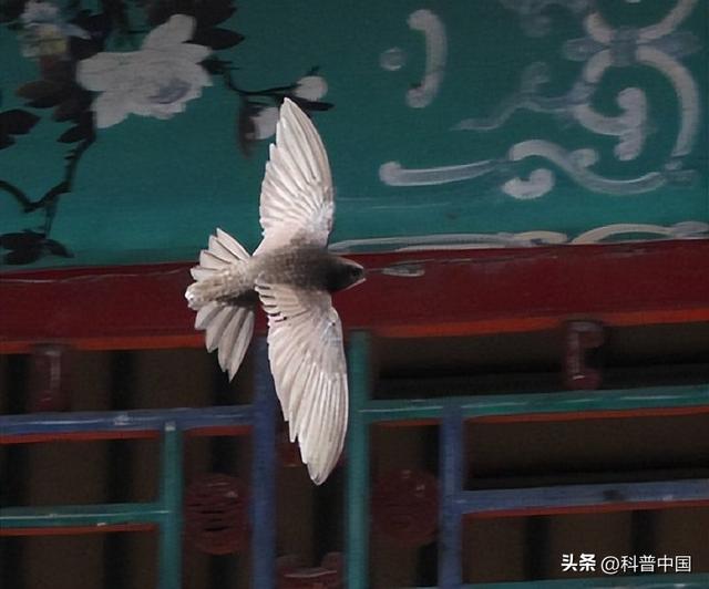 传说中“没有脚的鸟”,原来就在我们身边