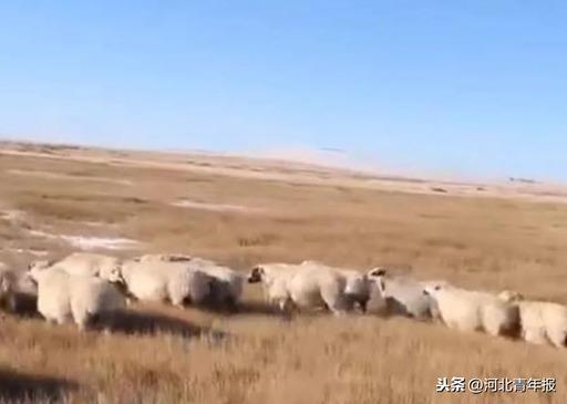 年入450万!骑马、赶羊、与狼玩耍,草原汉子因直播走红网络,还到清华培训