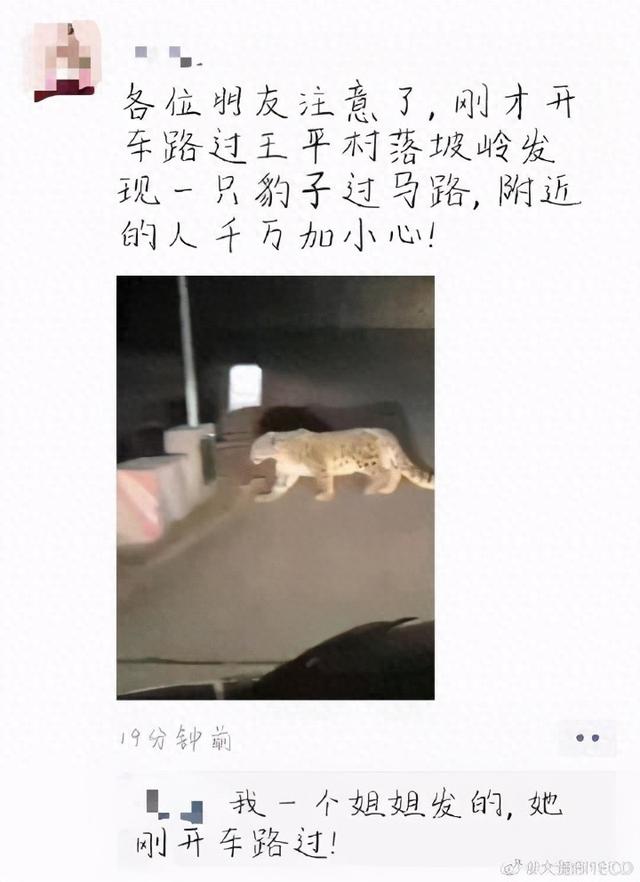 门头沟山区发现豹子?专家称照片中应为摄于高原的雪豹