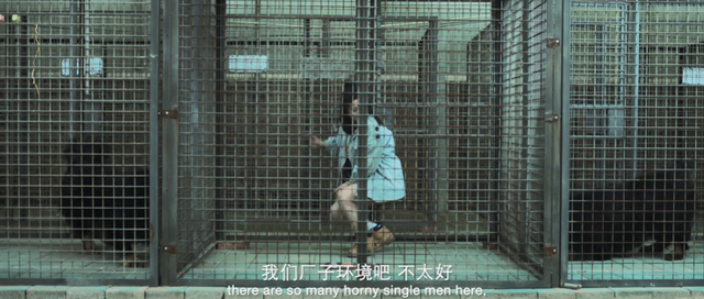 一条藏獒90万!兽医赔不起,女儿就被债主关进狗笼子,人性电影