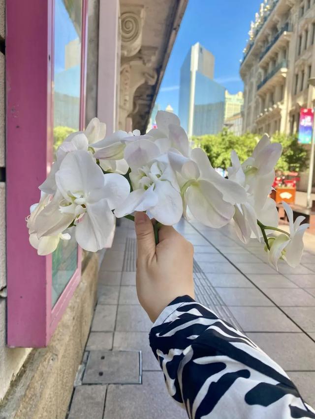 芳菲满园|有这样一款“网红”花,让家里“蝴蝶”飞满天