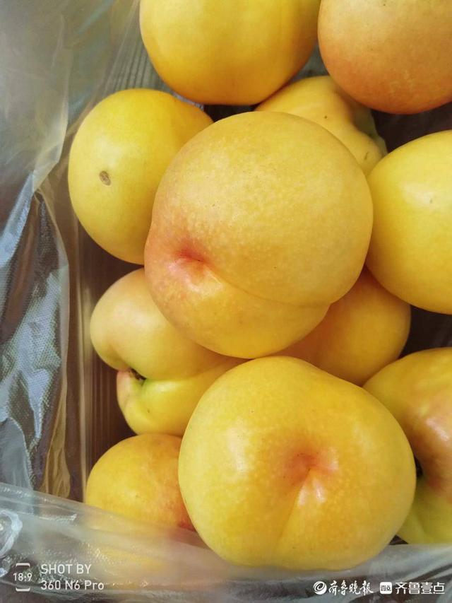 好品山东|甜如蜜!情报员推荐家乡特产蒙阴蜜桃,个大味香好诱人