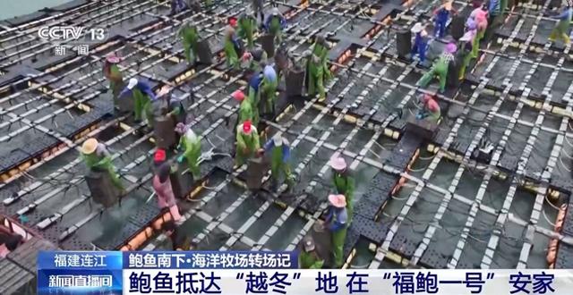 鲍鱼也要“走南闯北”越冬避暑?揭秘小鲍鱼的“候鸟式”养殖