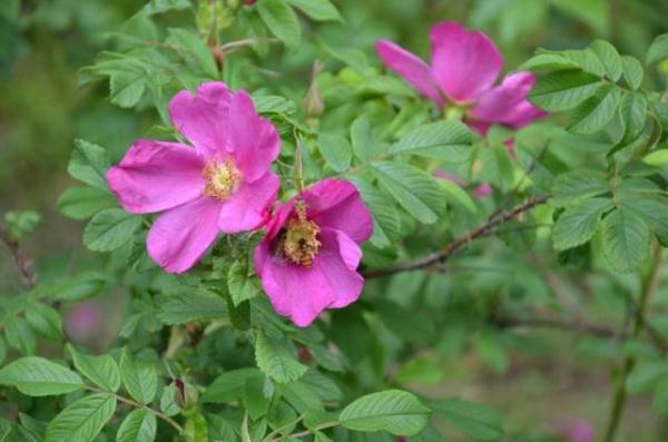 教你区分月季、玫瑰和蔷薇ROSE三姐妹,不再迷茫于爱情花海
