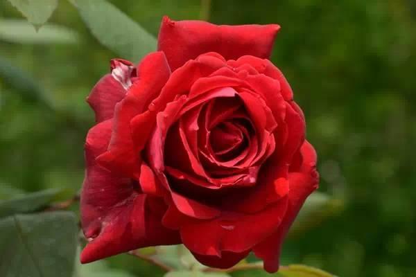 教你区分月季、玫瑰和蔷薇ROSE三姐妹,不再迷茫于爱情花海