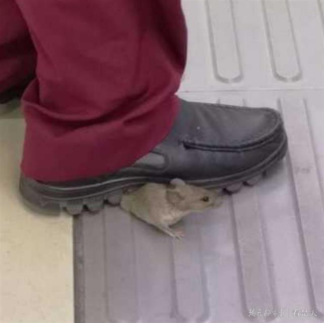 小老鼠地铁内被踩住尾巴,“无辜”眼神萌翻众网友