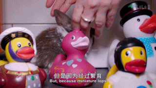 B站传说“猛男必看”,了解一下?
