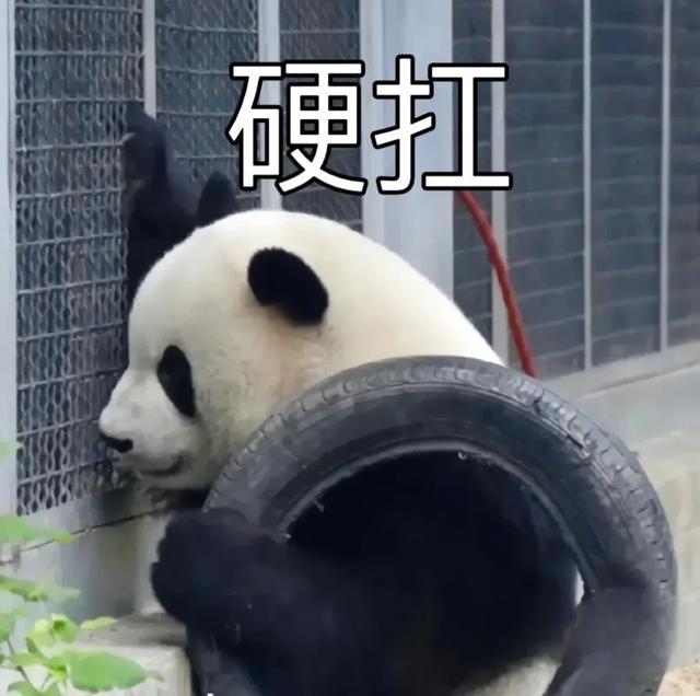 解锁【猫式养生法】:气血不足的你,真的可以一边保持慵懒,一边充满活力