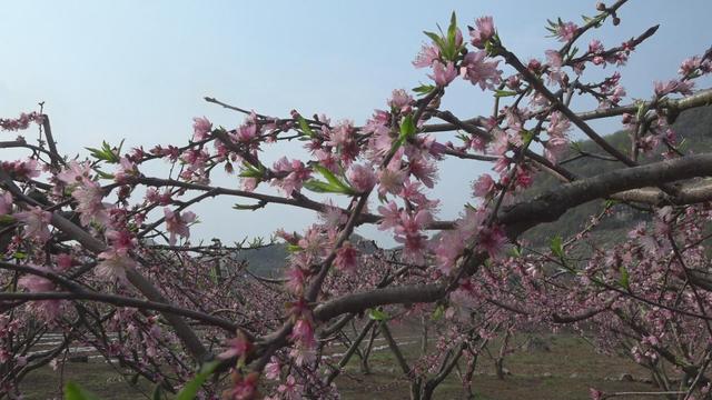 视频丨江永香花井村:桃花盛开春意浓