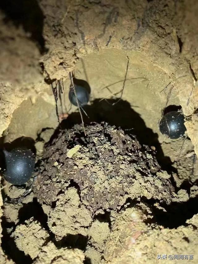 白蚁窝上长出来的野生菌,它是由白蚁培植的极品美味。