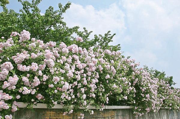 教你区分月季、玫瑰和蔷薇ROSE三姐妹,不再迷茫于爱情花海