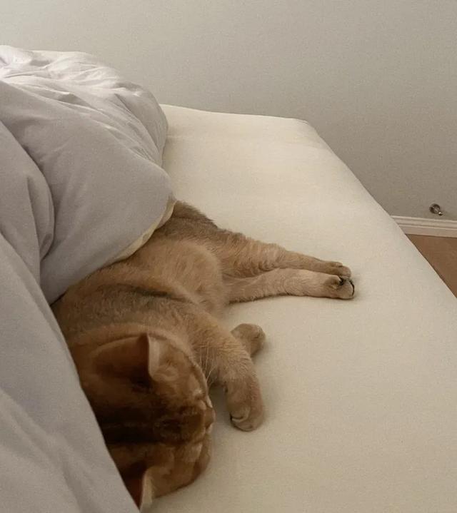 解锁【猫式养生法】:气血不足的你,真的可以一边保持慵懒,一边充满活力