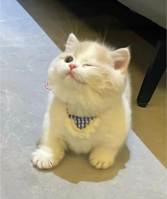 解锁【猫式养生法】:气血不足的你,真的可以一边保持慵懒,一边充满活力