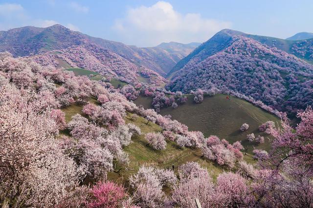 一个比日本樱花还美的地方 新疆杏谷旅行攻略