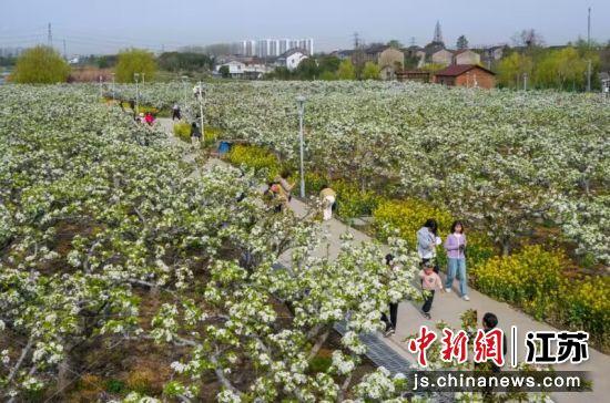 无锡鸿山:“醉”美梨花季音乐歌会开在乡村里