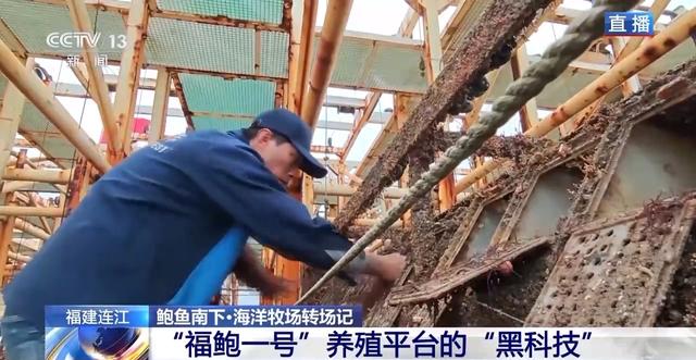 鲍鱼也要“走南闯北”越冬避暑?揭秘小鲍鱼的“候鸟式”养殖