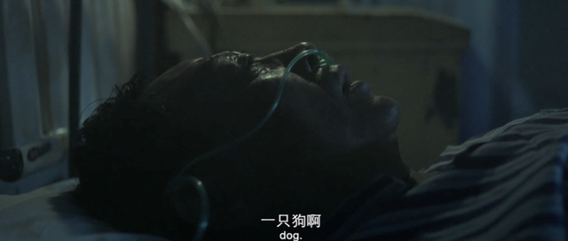 一条藏獒90万!兽医赔不起,女儿就被债主关进狗笼子,人性电影