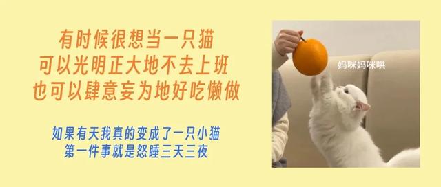 解锁【猫式养生法】:气血不足的你,真的可以一边保持慵懒,一边充满活力