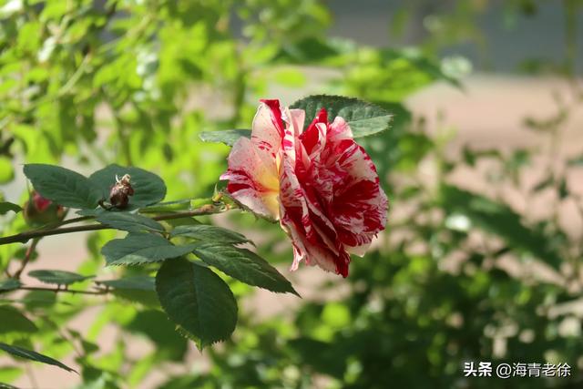 月季之六:“抓破美人脸”,名字不雅,但它的花却很美