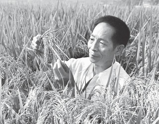 杂交水稻研究的开创者袁隆平