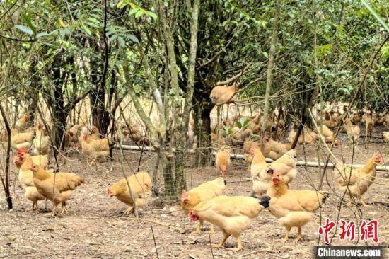 (走进中国乡村)河田鸡产业三百载 搭电商快车产值劲增