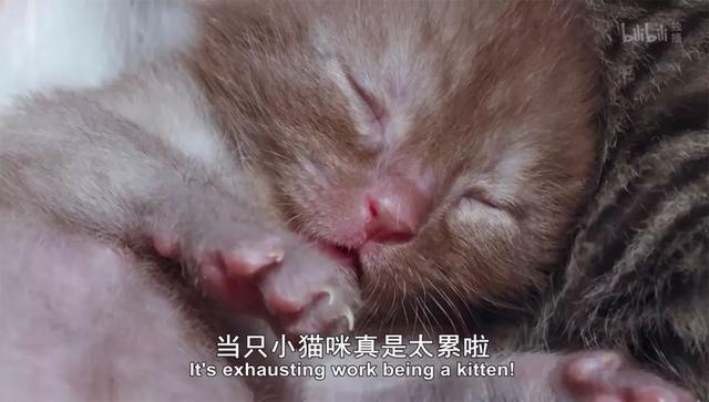 B站传说“猛男必看”,了解一下?