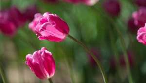 一辈子只爱你(情出自愿，一生不悔，这一辈子，只爱你一人)