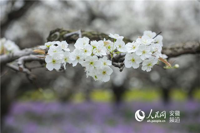 中国·砀山网络梨花节第二场直播：县委书记为梨代言