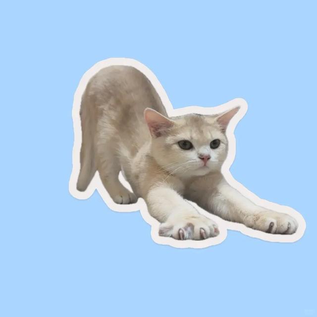 解锁【猫式养生法】:气血不足的你,真的可以一边保持慵懒,一边充满活力