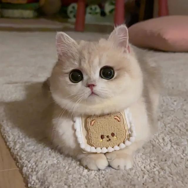 解锁【猫式养生法】:气血不足的你,真的可以一边保持慵懒,一边充满活力