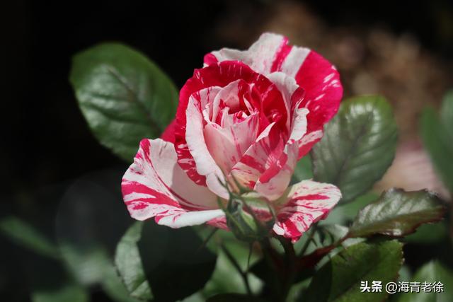月季之六:“抓破美人脸”,名字不雅,但它的花却很美