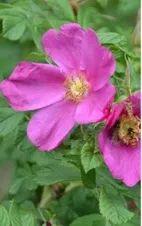 教你区分月季、玫瑰和蔷薇ROSE三姐妹,不再迷茫于爱情花海
