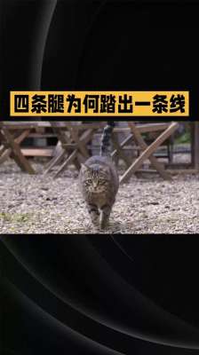 猫步(猫步之谜：四条腿为何踏出一条线)
