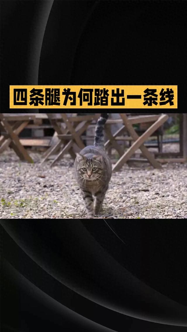 猫步之谜:四条腿为何踏出一条线