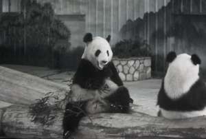 猫熊(大熊猫“永明”离世，去世原因公布)