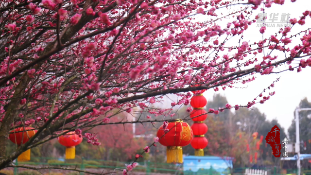 千城百县看中国|福建寿宁:梅香细雨润新城