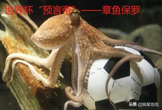 有些人吃八爪鱼动不动就爆头,连墨汁一起吃,墨汁有这么好吃吗?
