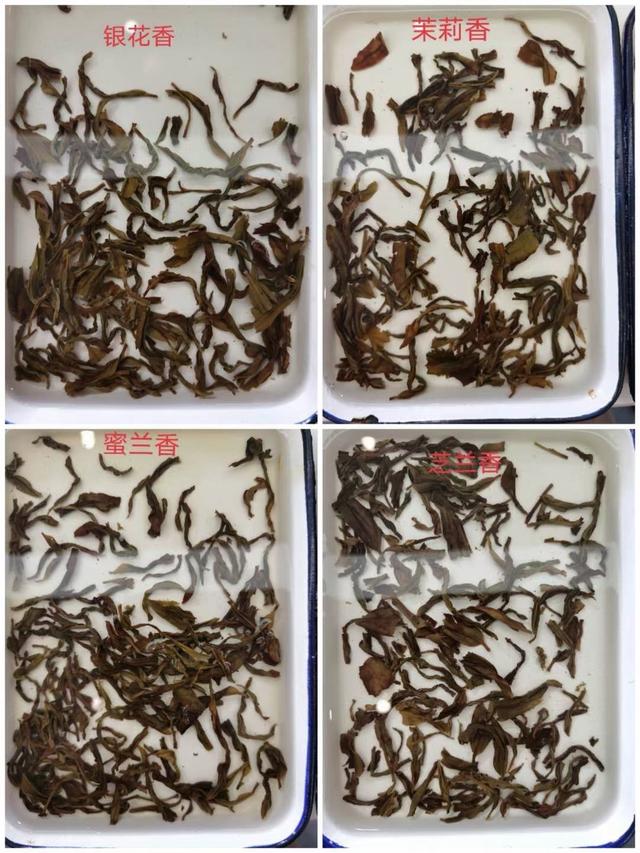 叶底审评:铅华褪尽,始见本色