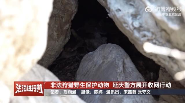 真缺那口肉?北京延庆警方:涉嫌非法狩猎,刑拘!